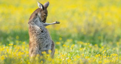 Comedy wildlife photo awards shortlist revealed